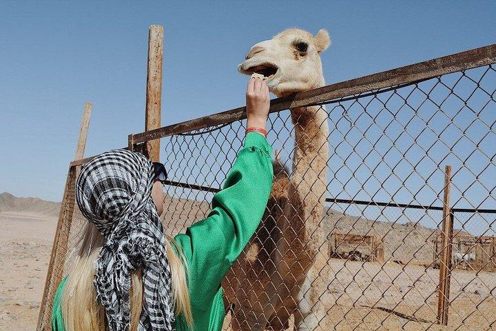 2 - Hour Camel Ride Ørken & Hav med Hotel Transfers / Hurghada