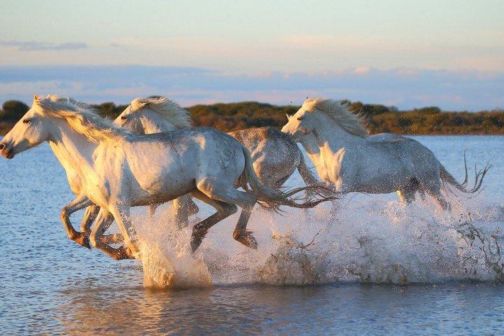 Guide Horseback Ride gennem Camargue