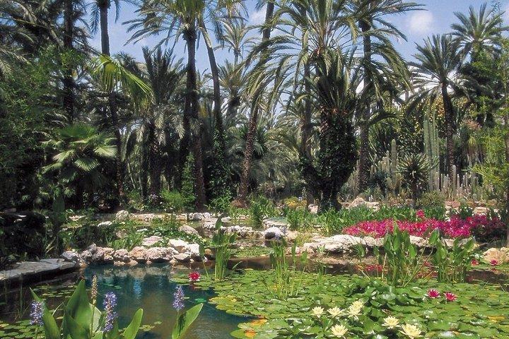 Brunch et séance photo à Elche Palm Grove