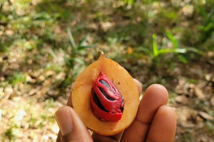 Visite culturelle de Stone Town et Spice Farm