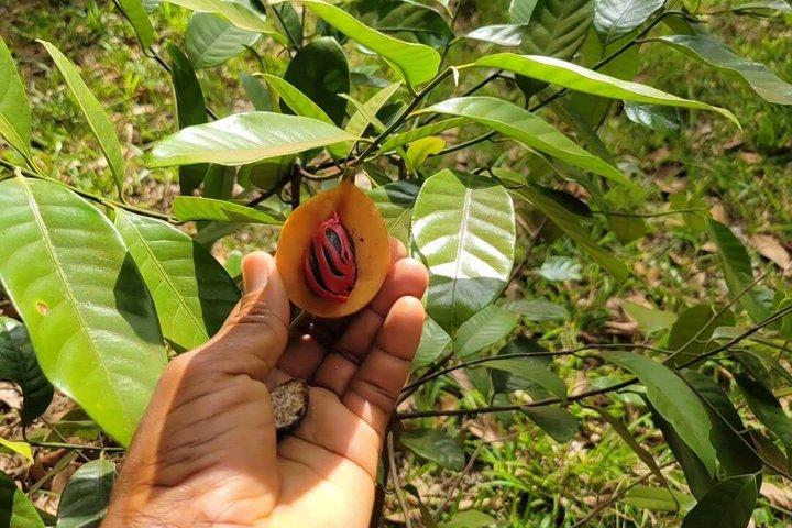 Visite culturelle de Stone Town et Spice Farm