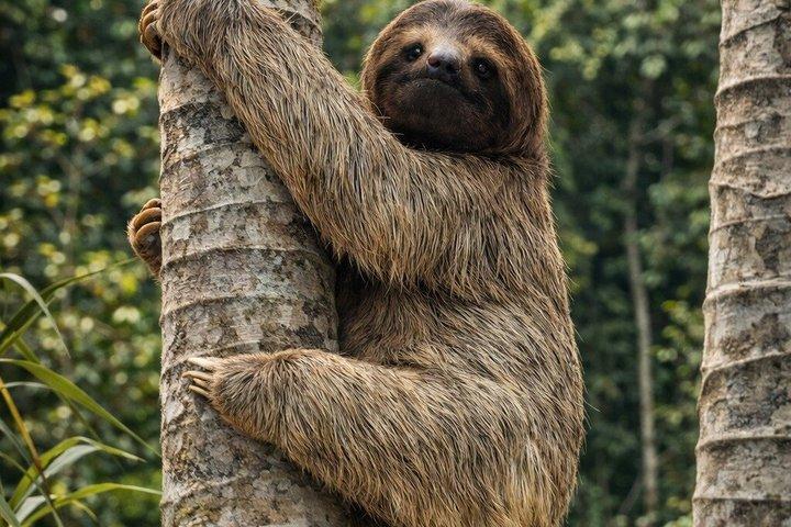 Sloth Watching, Miravalles Volcano,Hot Springs & Hidden Waterfall