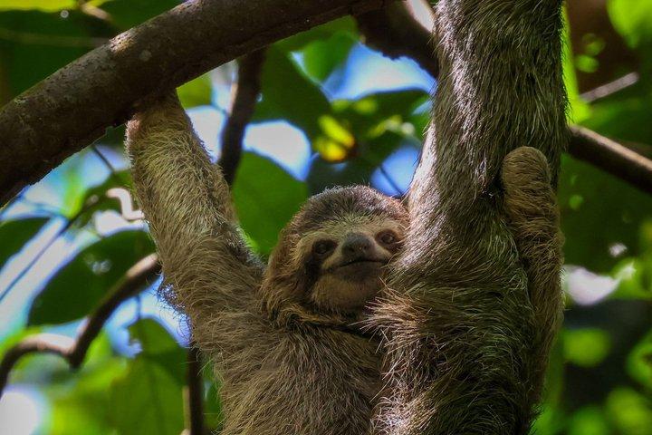 Manuel Antonio National Park Guide Vandring och naturupplevelse