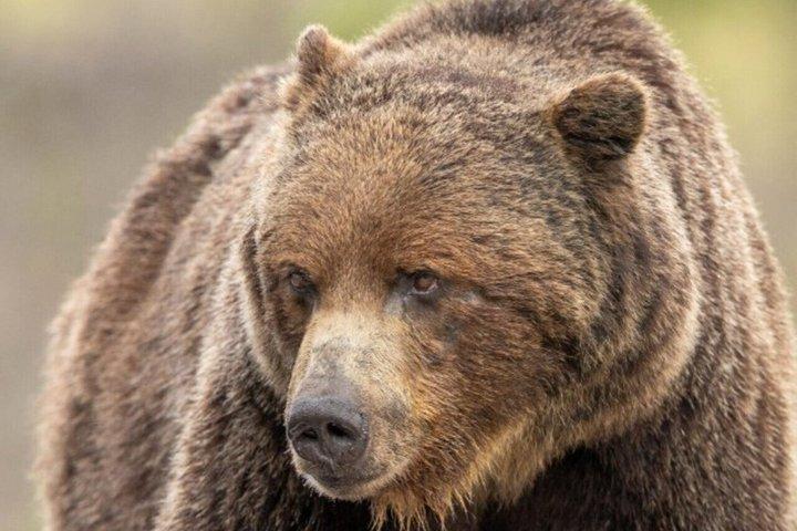 Banff : Twilight Wildlife-Alpine Lakes : Besondere Sunset Safari Tour