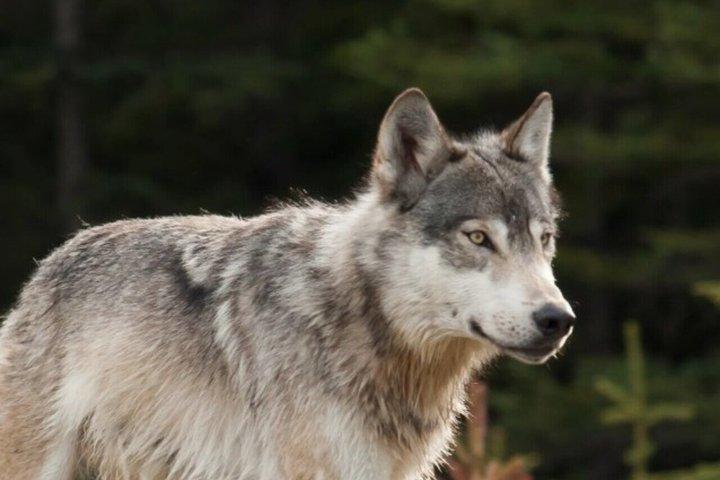 Banff : Twilight Wildlife-Alpine Lakes : Besondere Sunset Safari Tour