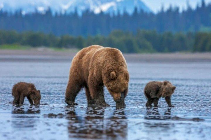 Banff : Twilight Wildlife-Alpine Lakes : Besondere Sunset Safari Tour