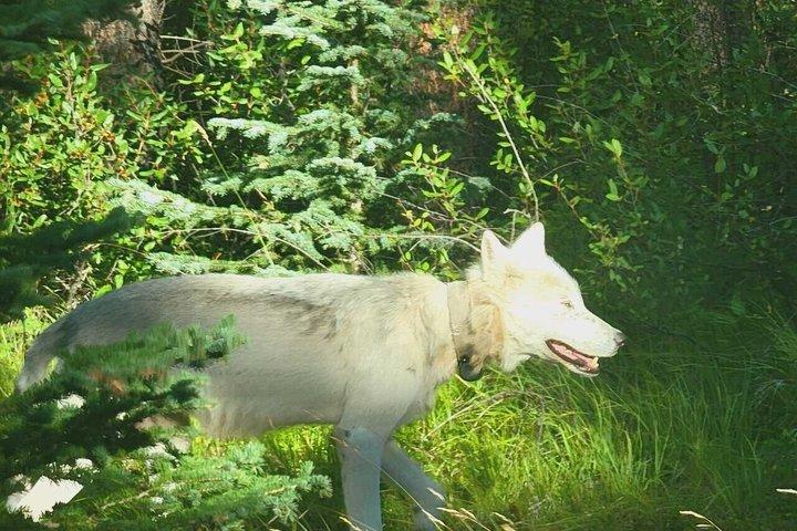 Banff : Twilight Wildlife-Alpine Lakes : Besondere Sunset Safari Tour