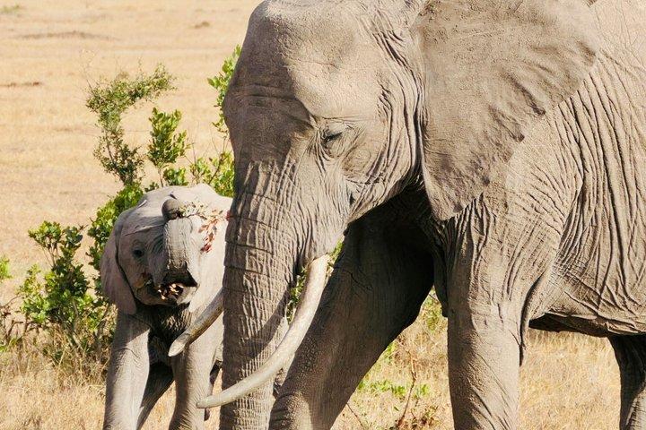 タランギルでセレンゲティとンゴロンゴロ火口を巡る4日間のサファリ