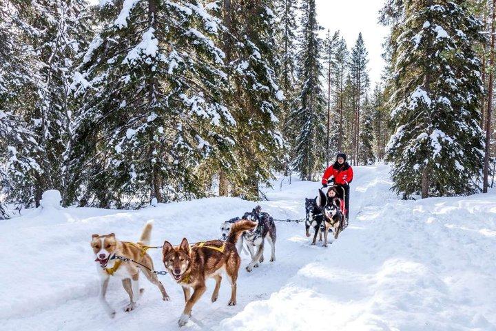 Arctic Husky Adventure in Rovaniemi