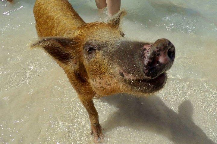 Fast Track Swimming Pigs Encounter