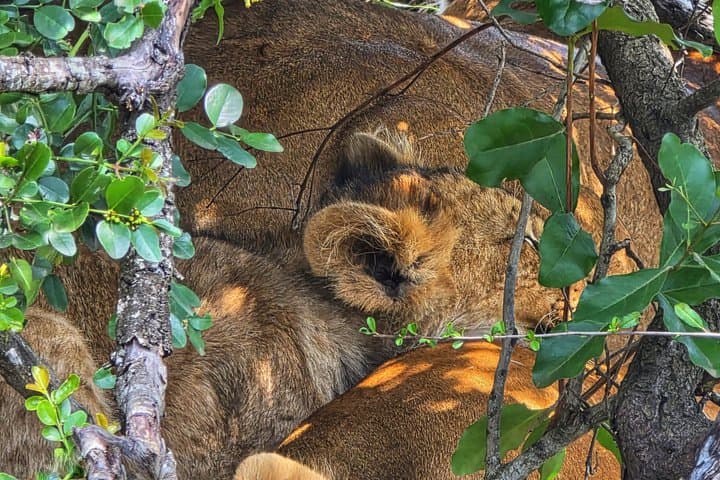 8 Days Kenya Adventure Amboseli Naivasha Nakuru Masai Mara Tour
