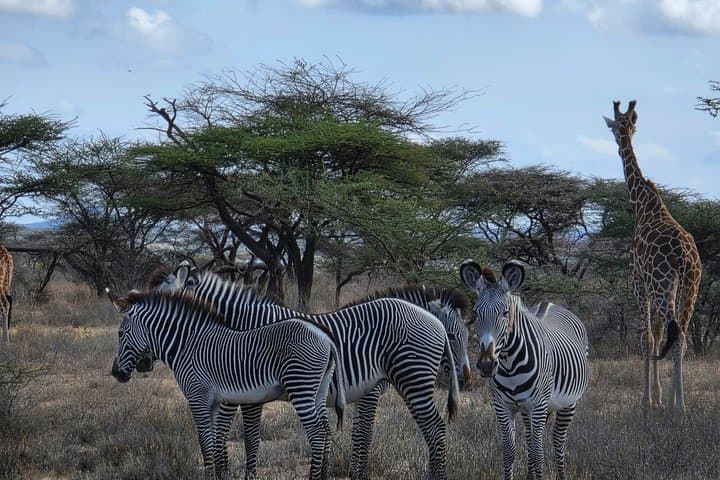 6 Days Safari Masai Mara Naivasha Amboseli Adventure