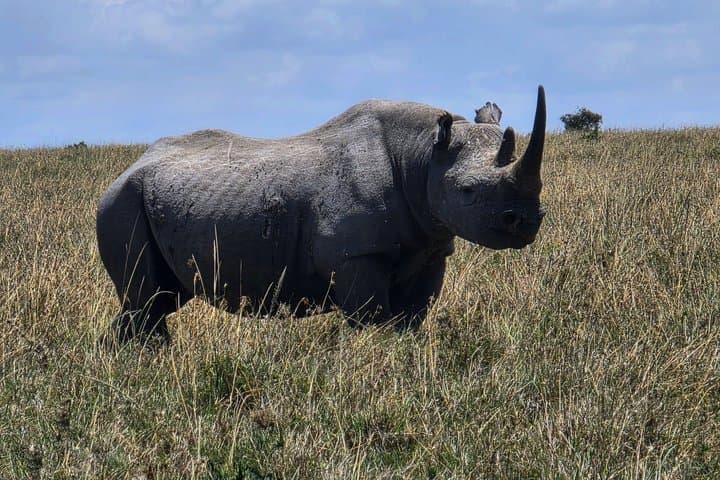 6 Days Safari Masai Mara Naivasha Amboseli Adventure