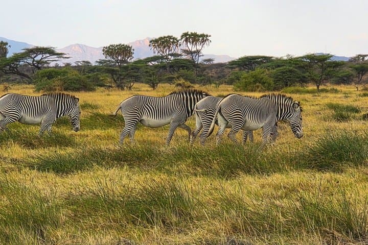 6 Days Safari Masai Mara Naivasha Amboseli Adventure