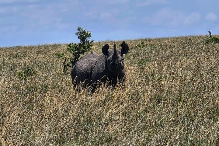 6 Days Safari Masai Mara Naivasha Amboseli Adventure