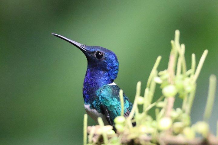 Private Wildlife Walk, Coffee Experience and Traditional Lunch