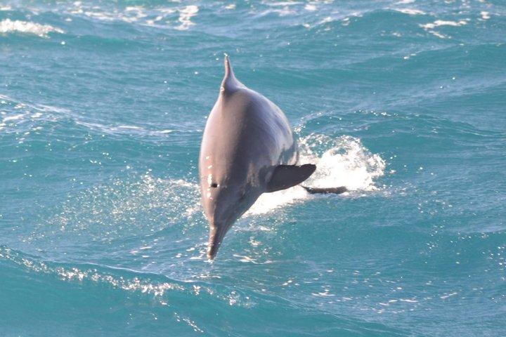Dolphin House VIP-Schnorchelbootsausflug mit Mittagessen Hurghada
