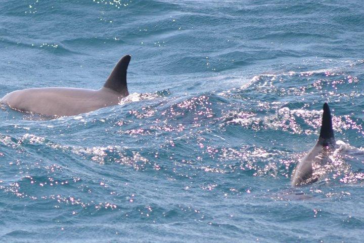 Dolphin House VIP-Schnorchelbootsausflug mit Mittagessen Hurghada