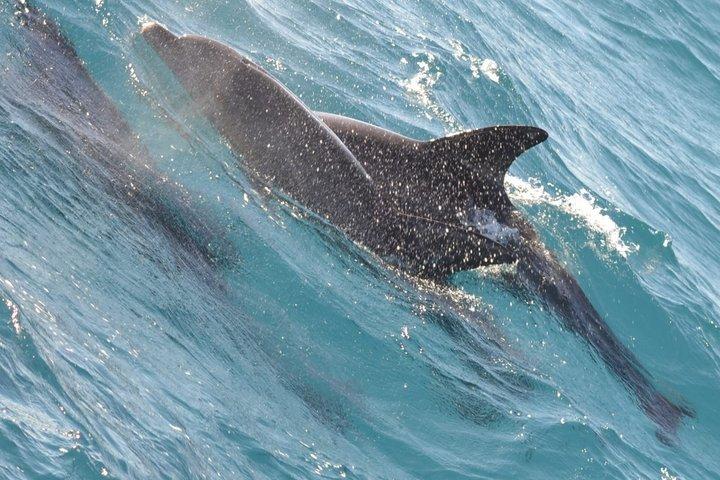 Dolphin House VIP-Schnorchelbootsausflug mit Mittagessen Hurghada