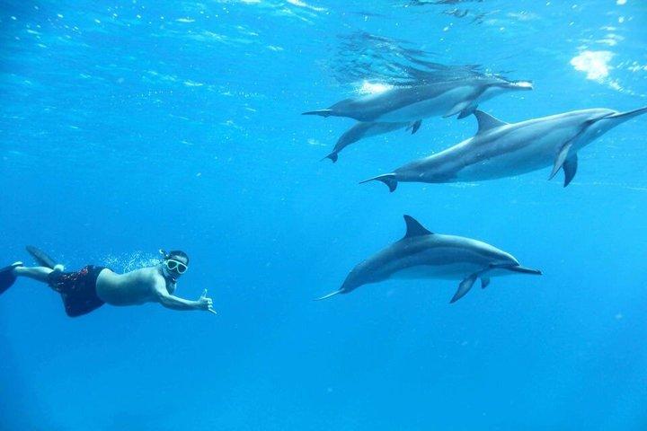 Dolphin House VIP-Schnorchelbootsausflug mit Mittagessen Hurghada