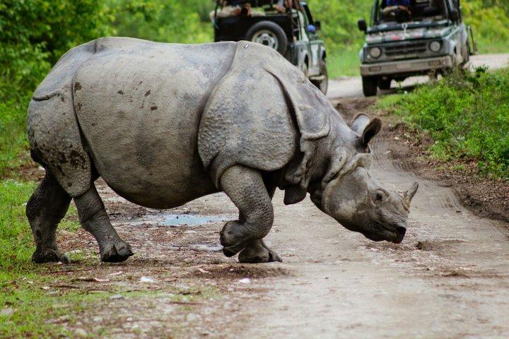 Guwahati Pobitora Wildlife Sanctuary et visite du musée Mayong