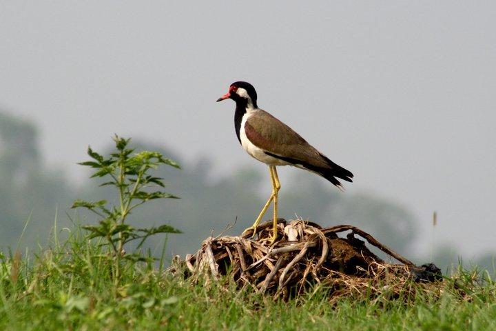 Guwahati Pobitora Wildlife Sanctuary et visite du musée Mayong