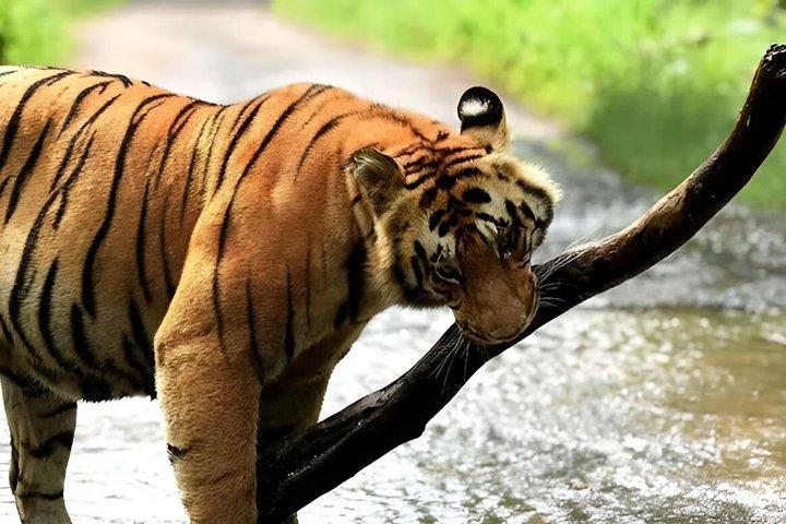 Guwahati Pobitora Wildlife Sanctuary et visite du musée Mayong