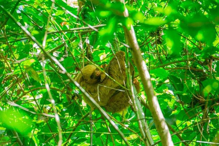 Guidet tur til dovendyr og aber i Arenal naturvandring