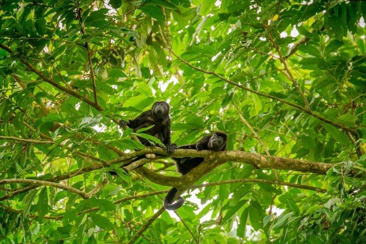 Guidet tur til dovendyr og aber i Arenal naturvandring