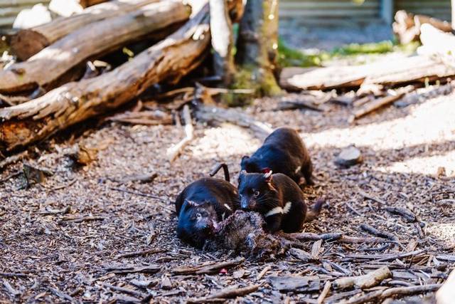 Tasmanian Devils