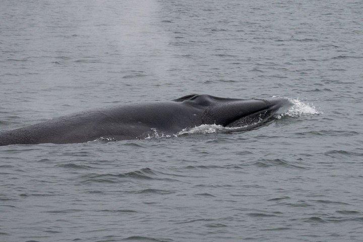 Beagle Channel Wildlife Cruise & Vuurtoren van Les Éclaireurs