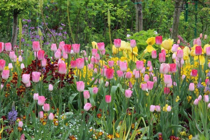 Monet's Home and Gardens in Giverny Half Day Trip from Paris