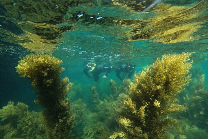 Aventura de snorkel en Lisboa en el Parque Natural de Arrábida