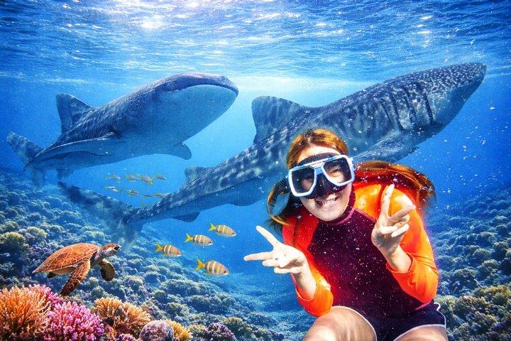 Cebu: Oslob Whale Sharks, Tumalog Falls e Moalboal Sardine Run