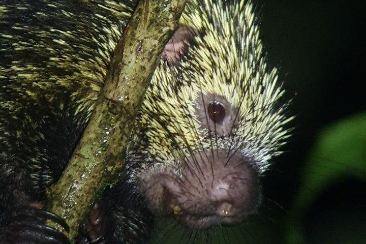 Excursão noturna em grupo pequeno na floresta nublada de Monteverde