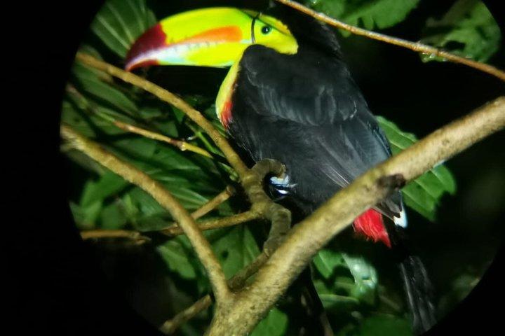 Excursão noturna em grupo pequeno na floresta nublada de Monteverde