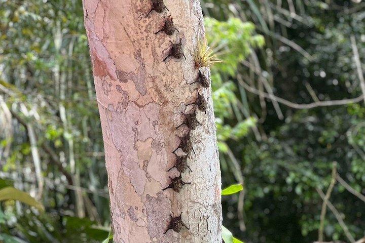Croisière nature sur le lac Gatun Expérience sur le canal de Panama