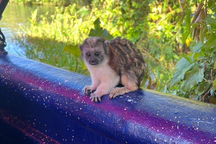 Croisière nature sur le lac Gatun Expérience sur le canal de Panama