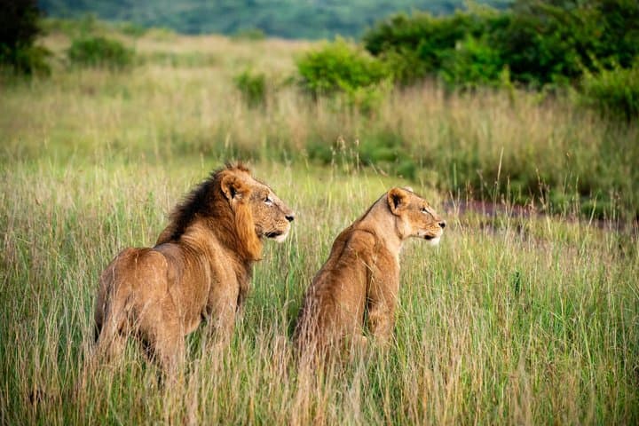 3 Day Maasai Mara Safari Big Five and Maasai Village Visit