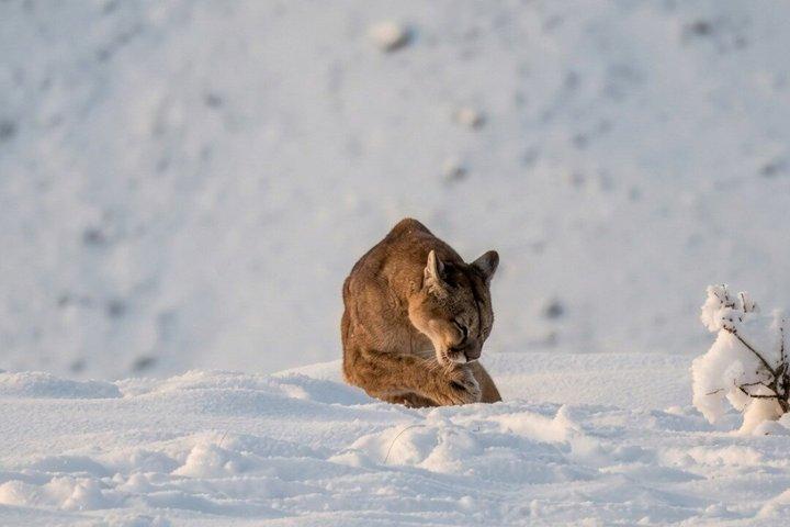 Puma Tracking Tour i Torres del Paine