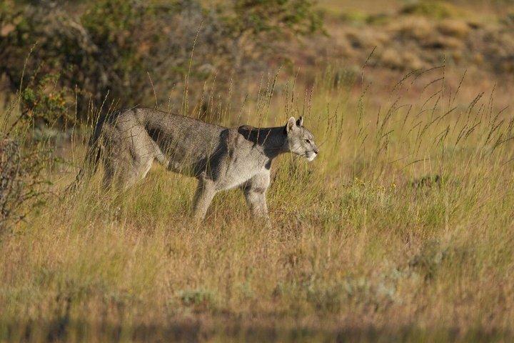 Puma Tracking Tour i Torres del Paine