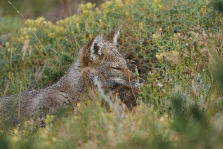Puma Tracking Tour i Torres del Paine