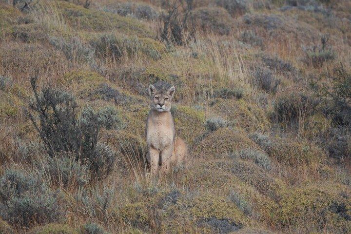 Puma Tracking Tour i Torres del Paine
