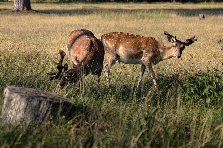 Promenade guidée dans le parc naturel de San Rossore