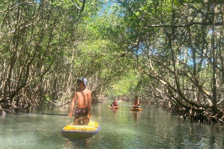 Mangrove Paddleboard & Rio West Side Wildlife Experience