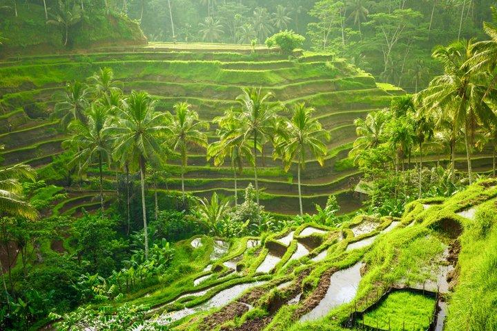 Ubud: Monkey Forest, Rice Terrace, Elephant Cave & Waterfall Tour