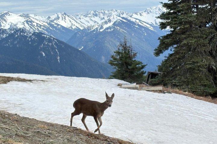 Touring Olympic National Park, bjerge, søer og regnskov