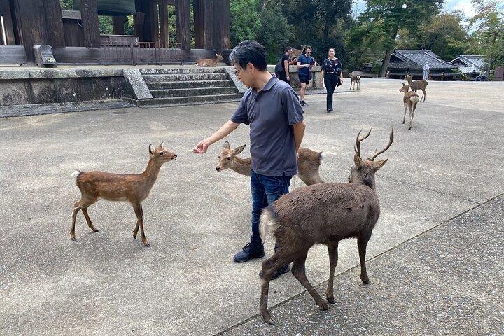 Excursão de um dia de Nara de Osaka com Templo Deer e Cidade Velha