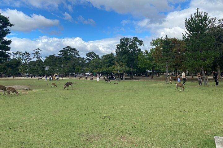 Excursão de um dia de Nara de Osaka com Templo Deer e Cidade Velha