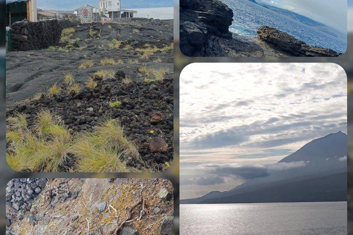 Isla Pico : Su Experiencia Guiada Privada de Medio Día